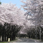 Sakura blossoms