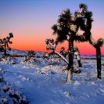 joshua-tree-in-antelope-valley